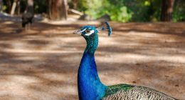 Ko Kyung Pyo Shows Up At Park Shin Hye’s Secret Hideout In “Undercover Miss Hong”