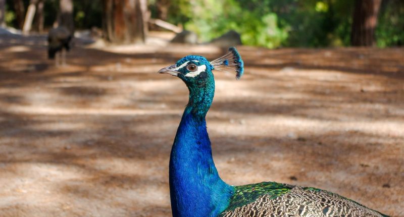 Ko Kyung Pyo Shows Up At Park Shin Hye’s Secret Hideout In “Undercover Miss Hong”